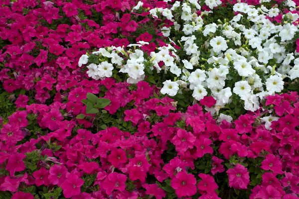 Machines à Sous Chance De Gagner