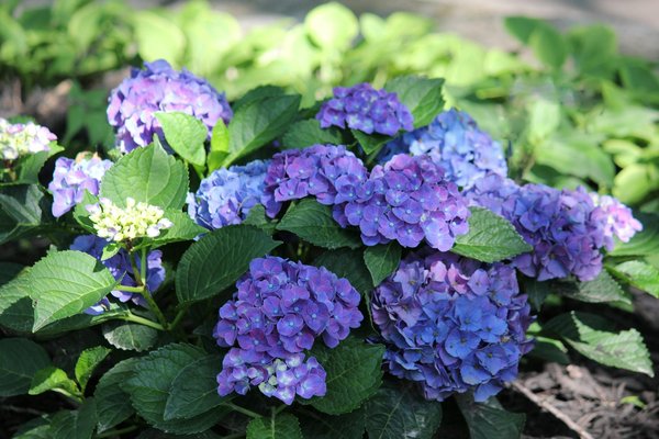 Slots Avec Des Fruits