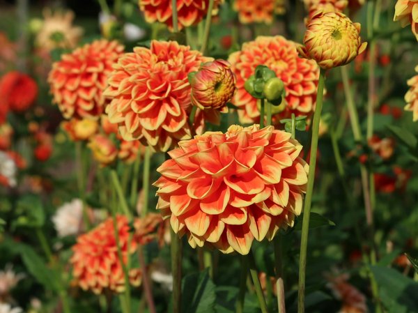 Casino Gratuits Avec Emplacements Bonus