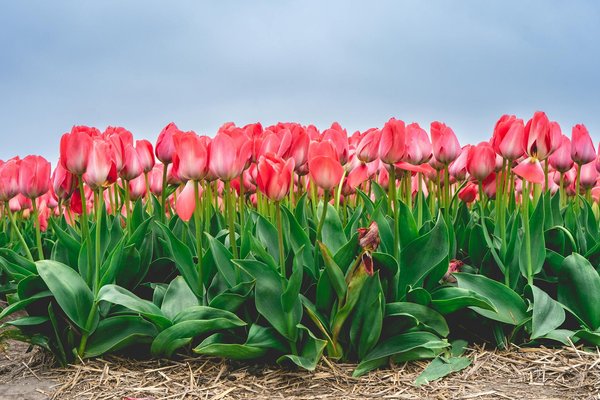 Machines à Sous à Trois Rouleaux Gratuits
