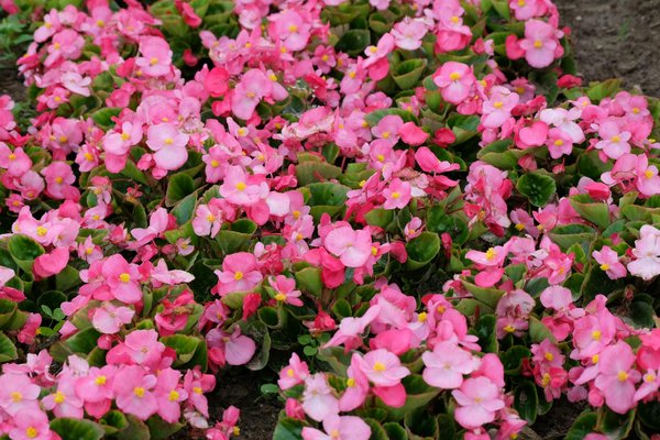 Slots Bonus Gratuits Pas De Dépôts