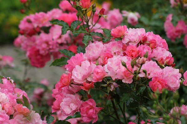 Live Casino En Ligne Canada