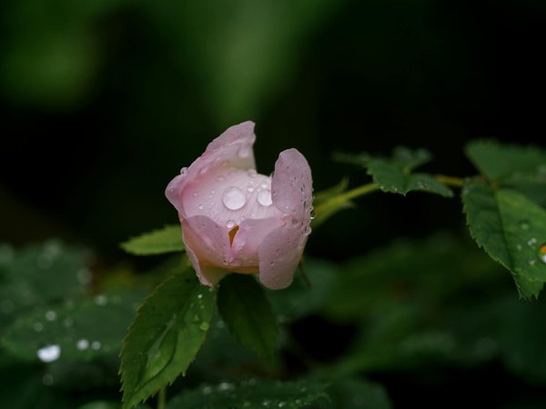Roulette Américaine Vs Européen