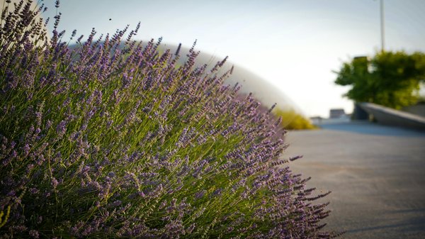 Machine à Sous Sans Casino