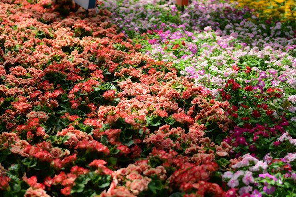 Junglistars Casino No Deposit Bonus