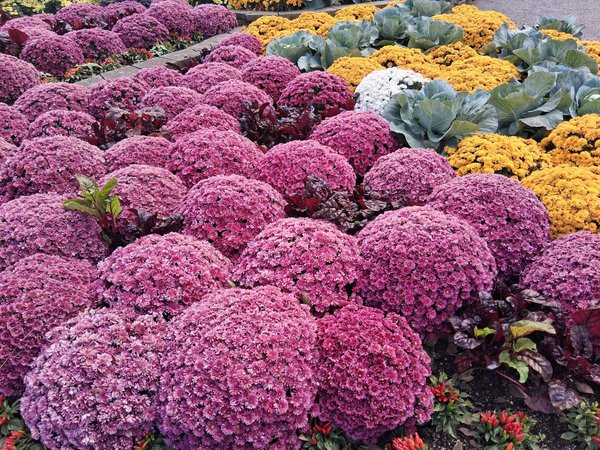 Slots Cash Casino Pas De Bonus De Dépôt