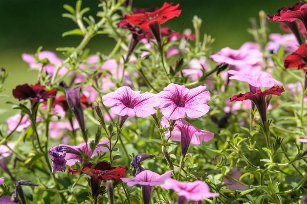 Roulette En Ligne Jeux Flash