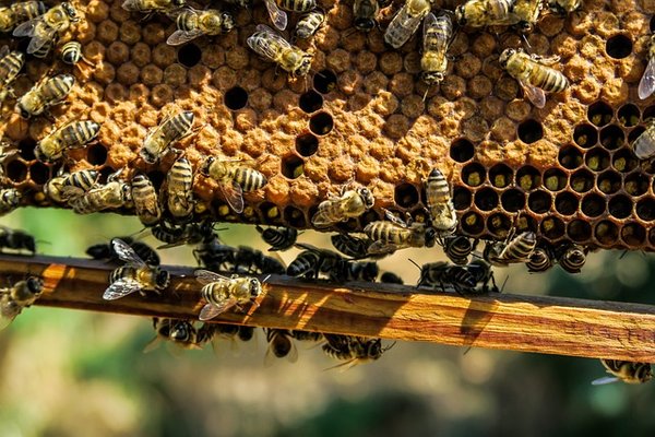 Comment identifier et détruire un nid-d'abeilles dans une maison ou un jardin ?