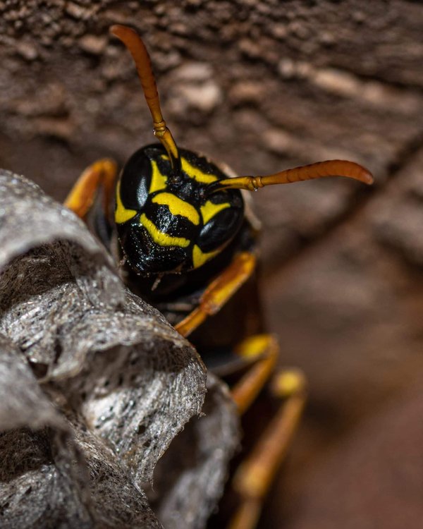 Comment prévenir l'invasion des guêpes ?