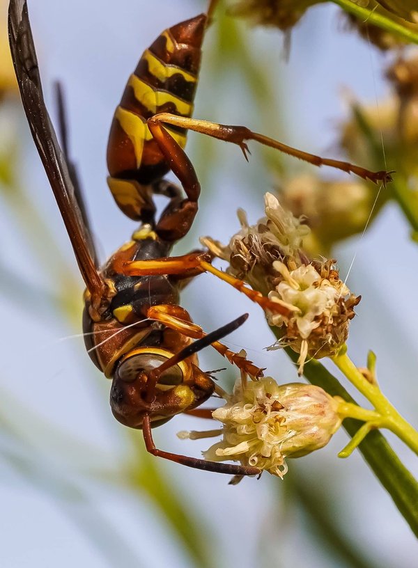 Conseils utiles pour prévenir et gérer les piqûres de guêpes et de frelons