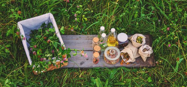 Conseil de jardinage : Comment créer un jardin médicinal chez soi ?